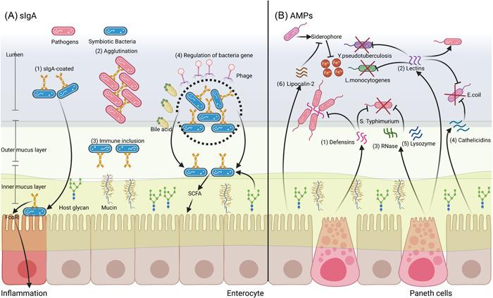 https://cdn.ncbi.nlm.nih.gov/pmc/blobs/dbee/10989792/49439cbfea73/IMT2-2-e88-g003.jpg