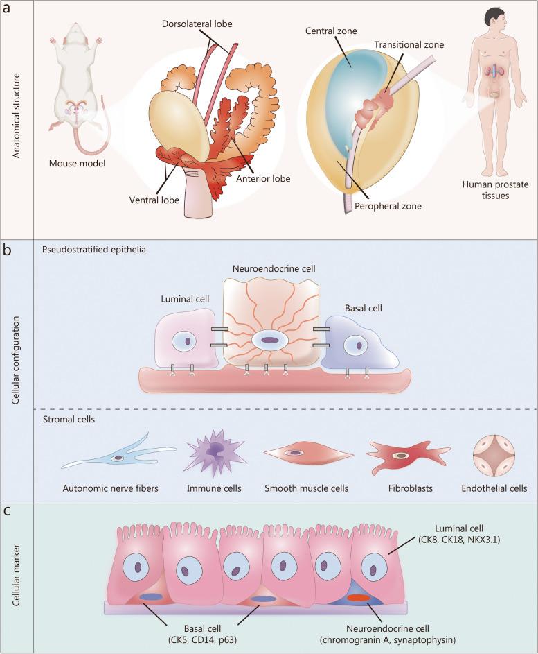 https://cdn.ncbi.nlm.nih.gov/pmc/blobs/dbfb/11007901/df28678cefde/40779_2024_526_Fig2_HTML.jpg
