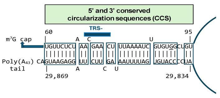 https://cdn.ncbi.nlm.nih.gov/pmc/blobs/dc01/10970485/a13b88064fee/ijms-25-03378-g009.jpg