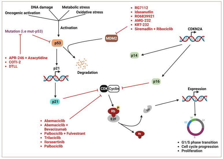 https://cdn.ncbi.nlm.nih.gov/pmc/blobs/dc0e/11119842/ba75e804e111/cancers-16-01808-g002.jpg