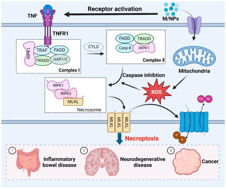 https://cdn.ncbi.nlm.nih.gov/pmc/blobs/dc45/11281249/3f5d3bab436d/toxics-12-00493-g004.jpg