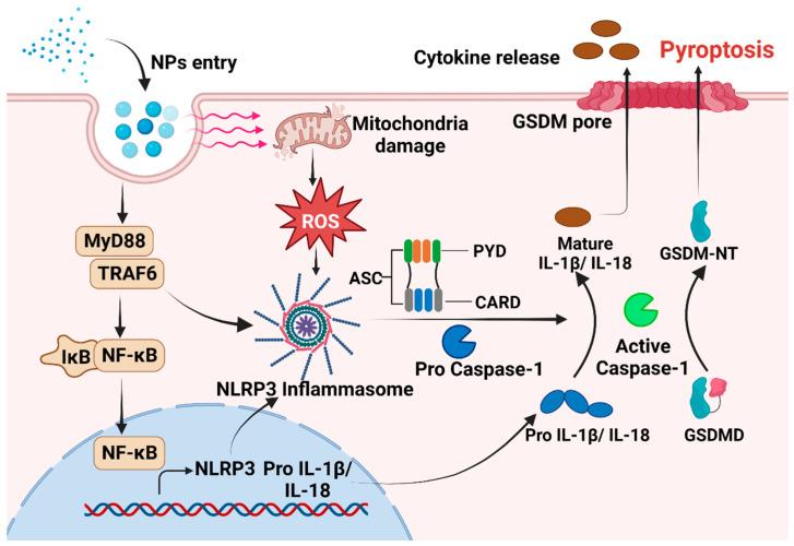 https://cdn.ncbi.nlm.nih.gov/pmc/blobs/dc45/11281249/6e65025a2a71/toxics-12-00493-g001.jpg