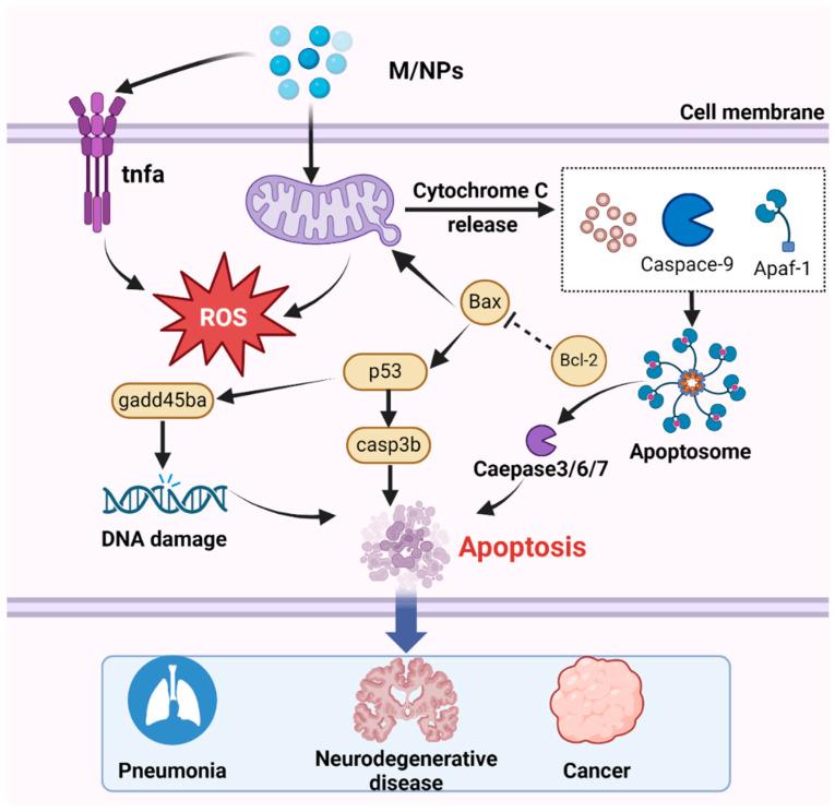https://cdn.ncbi.nlm.nih.gov/pmc/blobs/dc45/11281249/7000becc9576/toxics-12-00493-g005.jpg