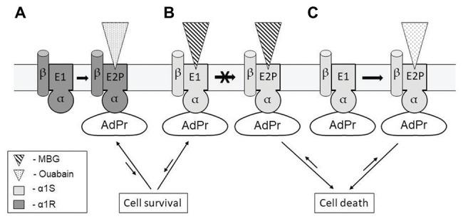 https://cdn.ncbi.nlm.nih.gov/pmc/blobs/dc7e/7498651/c3b56ede342a/fphys-11-01060-g002.jpg