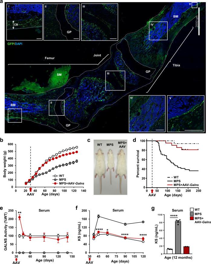 https://cdn.ncbi.nlm.nih.gov/pmc/blobs/dc93/8429698/43e7c6040729/41467_2021_25697_Fig1_HTML.jpg