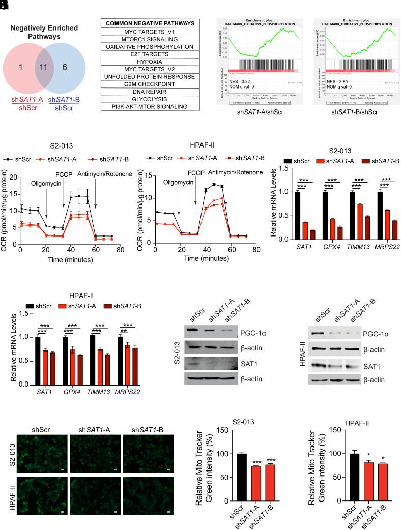 https://cdn.ncbi.nlm.nih.gov/pmc/blobs/dc9f/10998584/19204a9d4b37/pnas.2315509121fig05.jpg