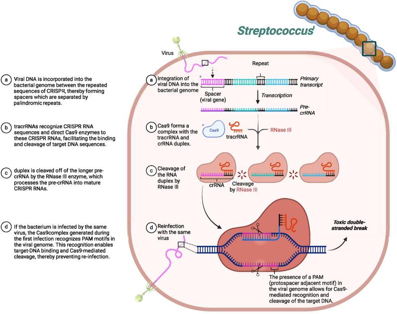 https://cdn.ncbi.nlm.nih.gov/pmc/blobs/dcc5/11796103/aa6f2222fc2a/12967_2024_6013_Fig5_HTML.jpg