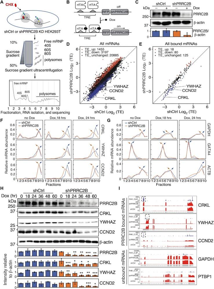 https://cdn.ncbi.nlm.nih.gov/pmc/blobs/dcce/10287950/0b14683d8800/gkad322fig2.jpg
