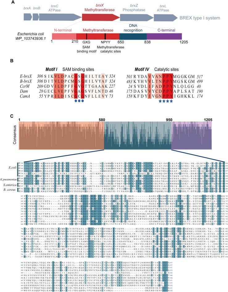 https://cdn.ncbi.nlm.nih.gov/pmc/blobs/dcea/11317158/71a1f7ab572d/gkae608fig1.jpg