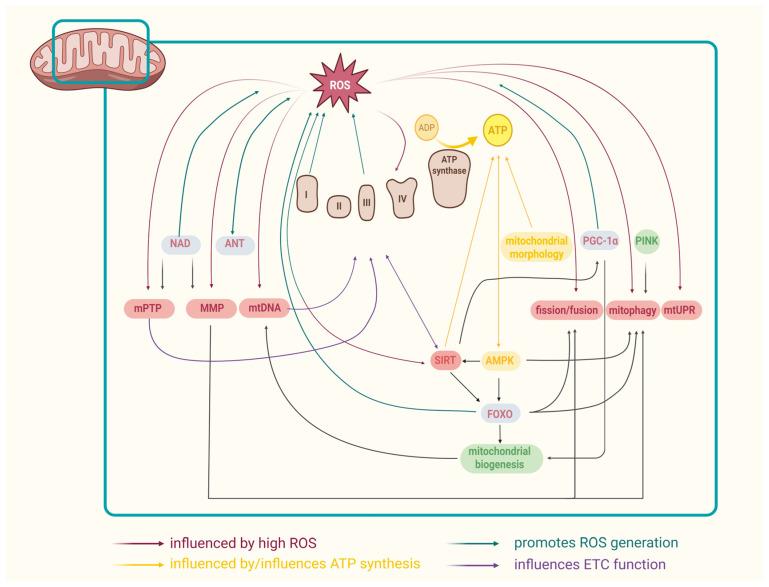 https://cdn.ncbi.nlm.nih.gov/pmc/blobs/dcf0/12384147/37952c5cb120/biomolecules-15-01116-g003.jpg