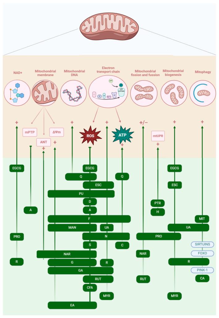 https://cdn.ncbi.nlm.nih.gov/pmc/blobs/dcf0/12384147/bf64fe384818/biomolecules-15-01116-g004.jpg