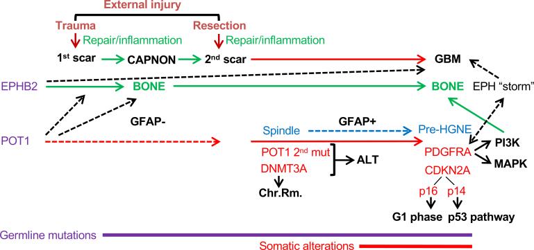 https://cdn.ncbi.nlm.nih.gov/pmc/blobs/dcf3/12087366/2a159579e607/CASE25152_figure_4.jpg