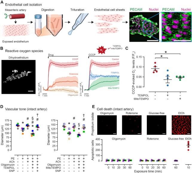 https://cdn.ncbi.nlm.nih.gov/pmc/blobs/dd1d/9909368/898e755070f1/zqac063fig2.jpg