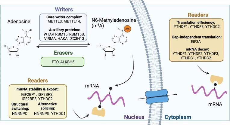 https://cdn.ncbi.nlm.nih.gov/pmc/blobs/dd2a/11426327/29084a42bb2d/zcae037fig1.jpg
