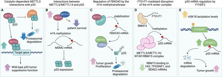 https://cdn.ncbi.nlm.nih.gov/pmc/blobs/dd2a/11426327/539b1caec0e8/zcae037fig2.jpg