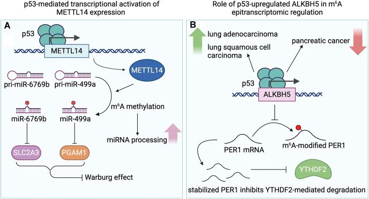 https://cdn.ncbi.nlm.nih.gov/pmc/blobs/dd2a/11426327/b627b8e3f939/zcae037fig3.jpg