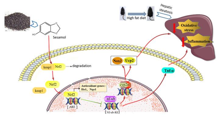 https://cdn.ncbi.nlm.nih.gov/pmc/blobs/dd2a/8704932/87a5c0ddfa69/nutrients-13-04484-g007.jpg