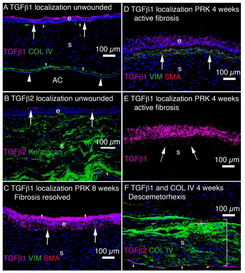 https://cdn.ncbi.nlm.nih.gov/pmc/blobs/dd30/8774201/959a6eb268c2/cells-11-00309-g005.jpg