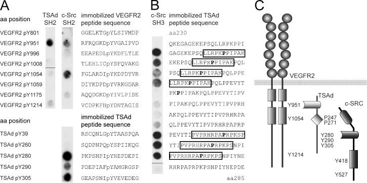https://cdn.ncbi.nlm.nih.gov/pmc/blobs/dd6e/3405501/bdc8abfe08b9/JEM_20111343_Fig1.jpg