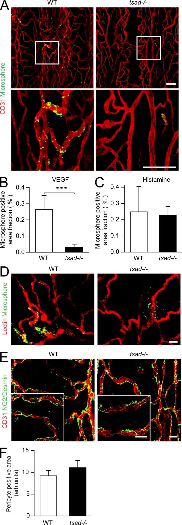 https://cdn.ncbi.nlm.nih.gov/pmc/blobs/dd6e/3405501/c26f04c74e9e/JEM_20111343_Fig3.jpg