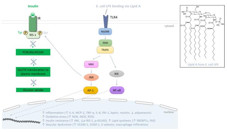 https://cdn.ncbi.nlm.nih.gov/pmc/blobs/dda5/10742113/415429a70ca0/biomolecules-13-01692-g003.jpg