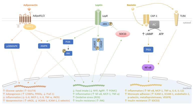 https://cdn.ncbi.nlm.nih.gov/pmc/blobs/dda5/10742113/6a25f4922ea9/biomolecules-13-01692-g001.jpg