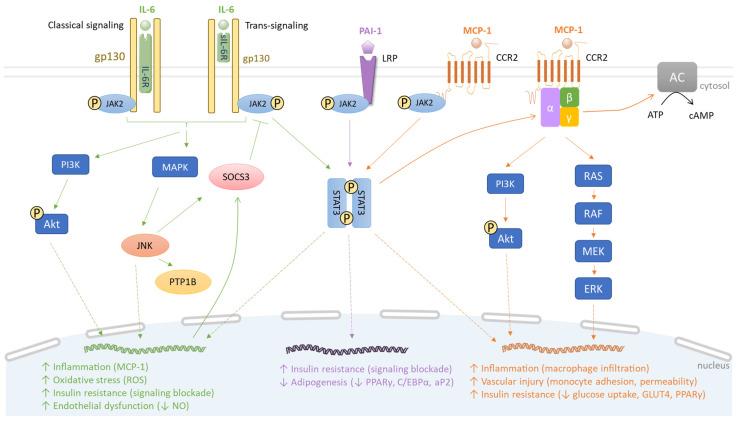 https://cdn.ncbi.nlm.nih.gov/pmc/blobs/dda5/10742113/ca98ccda75b1/biomolecules-13-01692-g002.jpg