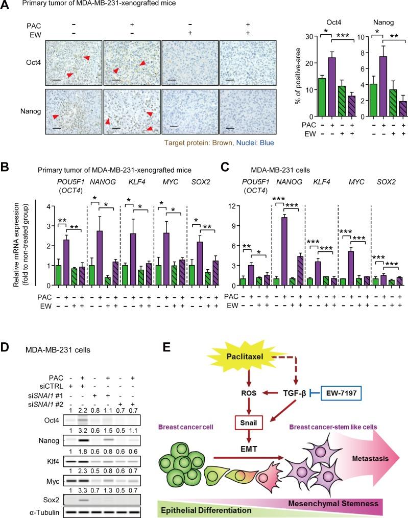 https://cdn.ncbi.nlm.nih.gov/pmc/blobs/ddae/4741946/0111f9bc70a8/oncotarget-06-37526-g007.jpg