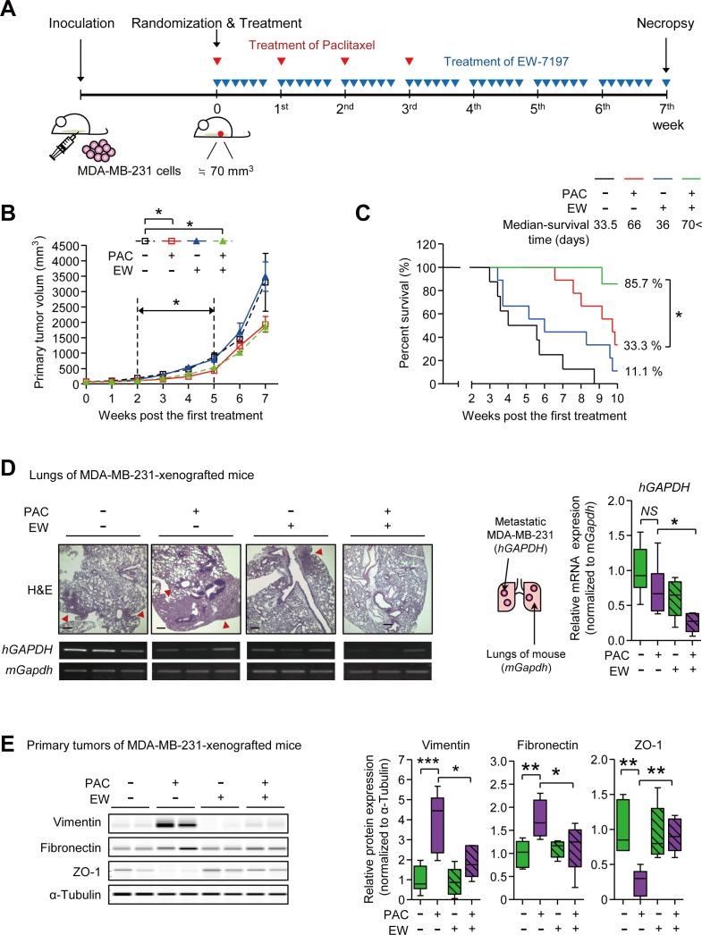 https://cdn.ncbi.nlm.nih.gov/pmc/blobs/ddae/4741946/cf89bab6de00/oncotarget-06-37526-g002.jpg