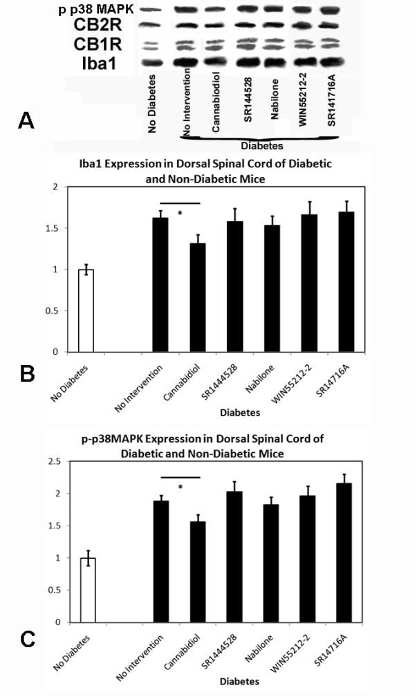 https://cdn.ncbi.nlm.nih.gov/pmc/blobs/ddcf/2845559/17180a593ebc/1744-8069-6-16-11.jpg