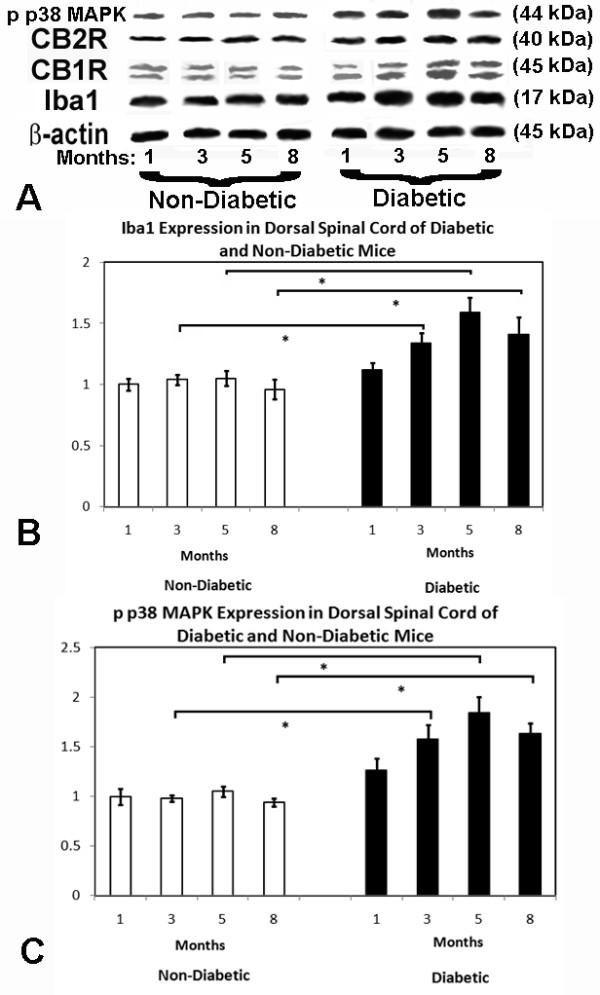 https://cdn.ncbi.nlm.nih.gov/pmc/blobs/ddcf/2845559/fd693afa06d4/1744-8069-6-16-3.jpg