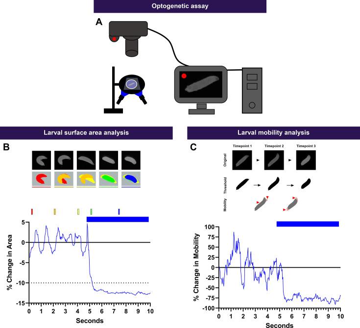 https://cdn.ncbi.nlm.nih.gov/pmc/blobs/ddd9/12165694/f8e06c2522fe/elife-91582-fig1-figsupp5.jpg