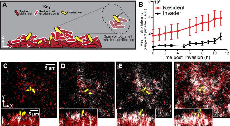 https://cdn.ncbi.nlm.nih.gov/pmc/blobs/dde4/8346279/47c8d2f4b6fa/elife-65355-fig3.jpg