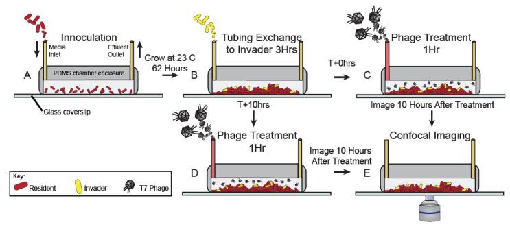 https://cdn.ncbi.nlm.nih.gov/pmc/blobs/dde4/8346279/deee56cff688/elife-65355-fig2-figsupp1.jpg