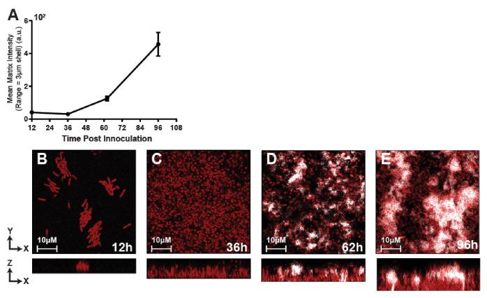 https://cdn.ncbi.nlm.nih.gov/pmc/blobs/dde4/8346279/f12d0b7062ea/elife-65355-fig1-figsupp2.jpg