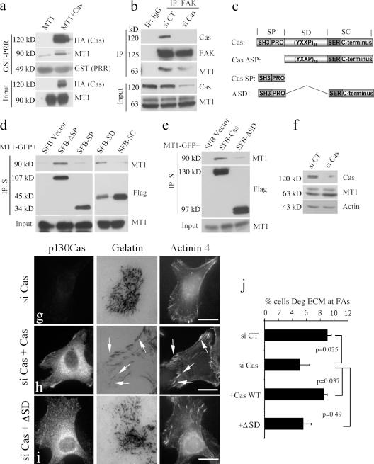https://cdn.ncbi.nlm.nih.gov/pmc/blobs/de1a/3275373/be53c50afea6/JCB_201105153_Fig4.jpg