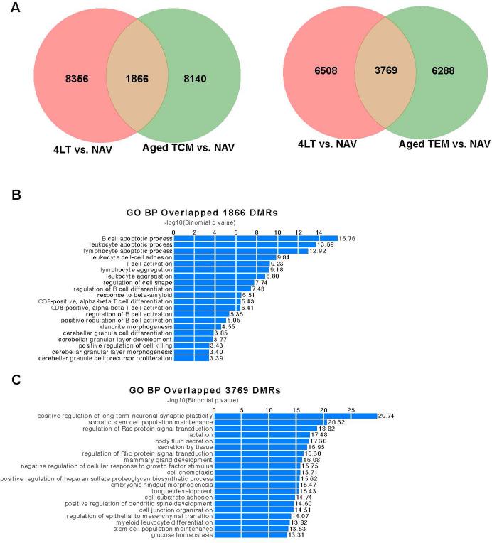 https://cdn.ncbi.nlm.nih.gov/pmc/blobs/de20/11333289/4cd8cb66f48b/43587_2024_649_Fig13_ESM.jpg