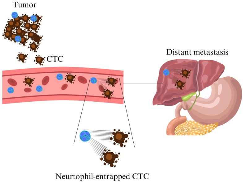 https://cdn.ncbi.nlm.nih.gov/pmc/blobs/de4a/12346776/f7c626100bf3/cells-14-01200-g002.jpg