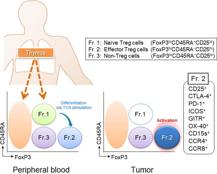 https://cdn.ncbi.nlm.nih.gov/pmc/blobs/de83/6609813/eb8e7b55409f/CAS-110-2080-g001.jpg