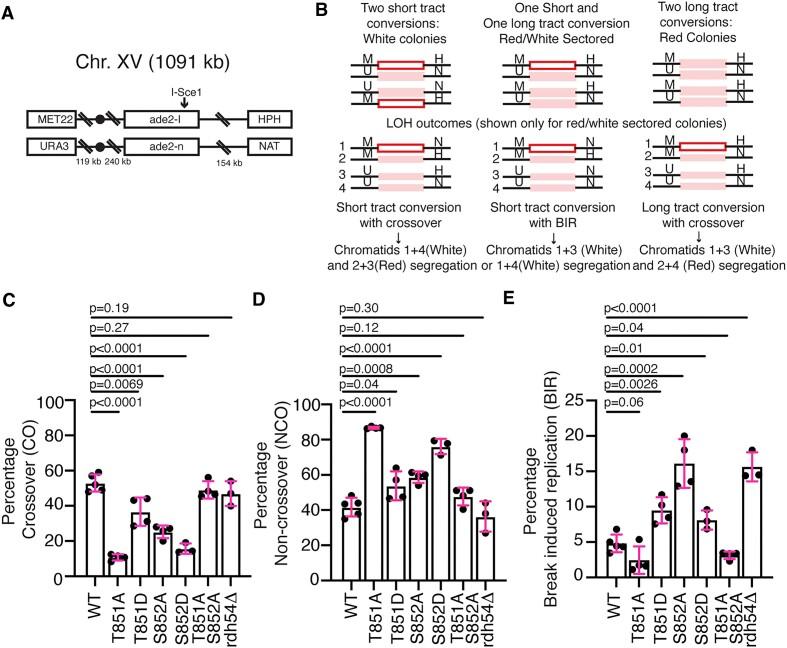 https://cdn.ncbi.nlm.nih.gov/pmc/blobs/de90/10681728/78584cc140af/gkad848fig2.jpg