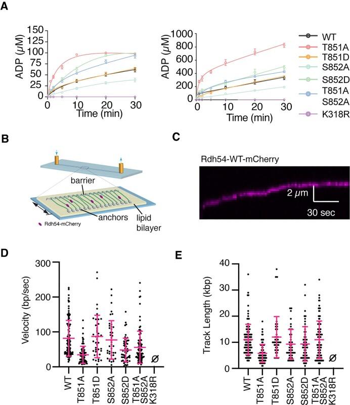 https://cdn.ncbi.nlm.nih.gov/pmc/blobs/de90/10681728/d5ea0f140bdd/gkad848fig4.jpg
