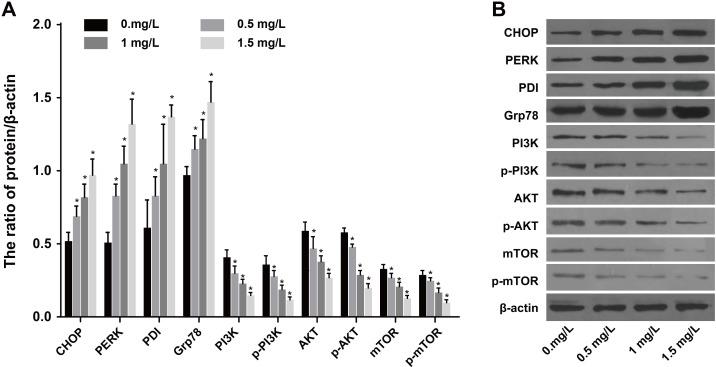 https://cdn.ncbi.nlm.nih.gov/pmc/blobs/de9b/5564776/2db94bc4d42b/oncotarget-08-49380-g005.jpg
