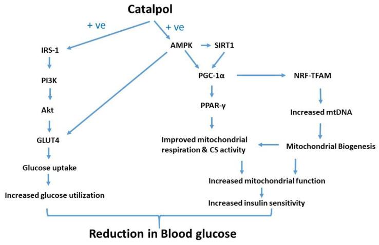 https://cdn.ncbi.nlm.nih.gov/pmc/blobs/dea0/7598587/7ee6b1fdf177/biomolecules-10-01360-g007.jpg