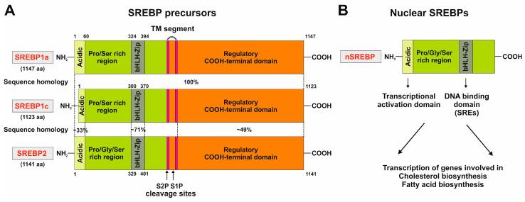 https://cdn.ncbi.nlm.nih.gov/pmc/blobs/deb5/10815951/4300b7fe64ee/ijms-25-01109-g003.jpg