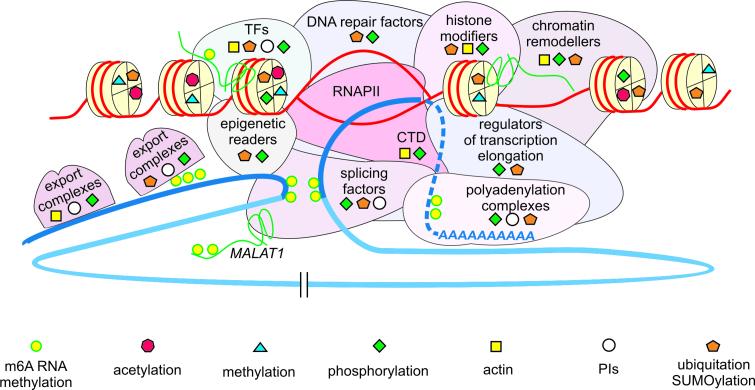 https://cdn.ncbi.nlm.nih.gov/pmc/blobs/ded8/5737799/2b92522ed1b2/gkx759fig3.jpg