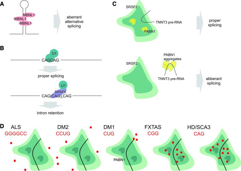 https://cdn.ncbi.nlm.nih.gov/pmc/blobs/ded8/5737799/589fc3ffc23a/gkx759fig4.jpg