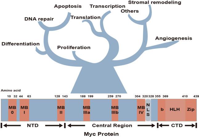 https://cdn.ncbi.nlm.nih.gov/pmc/blobs/deec/7946937/d1ad31870efb/41392_2021_500_Fig1_HTML.jpg