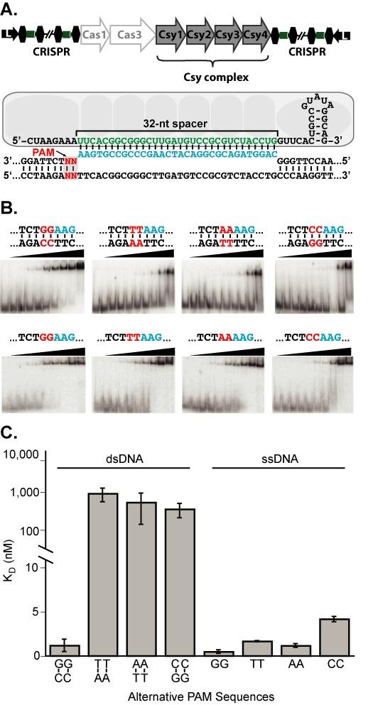 https://cdn.ncbi.nlm.nih.gov/pmc/blobs/def3/4344526/8b054f8d594c/gkv094fig1.jpg