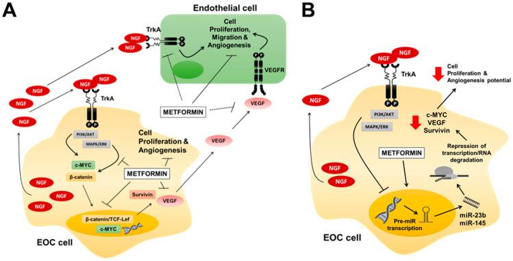 https://cdn.ncbi.nlm.nih.gov/pmc/blobs/def7/7602813/2b3d7f83a994/pharmaceuticals-13-00315-g007.jpg
