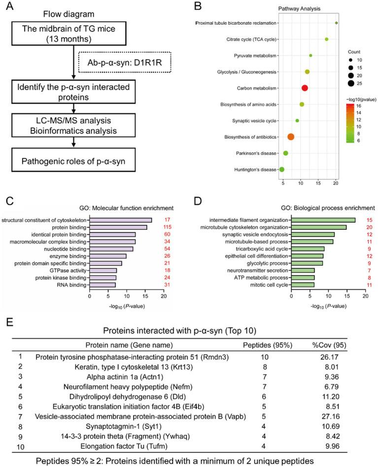 https://cdn.ncbi.nlm.nih.gov/pmc/blobs/deff/11994663/1e9407274f3e/fnagi-17-1538166-g003.jpg